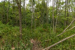 Big White Oak Tract 134