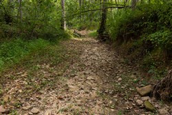 Big White Oak Tract 134