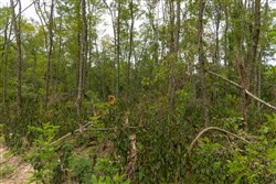 Big White Oak Tract 134