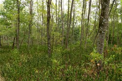 Big White Oak Tract 135