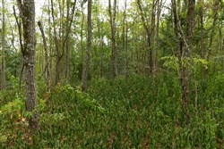 Big White Oak Tract 135