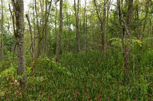 Big White Oak Tract 135