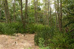 Big White Oak Tract 135