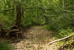 Big White Oak Tract 135