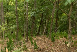 Big White Oak Tract 135