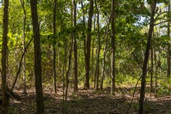 Big White Oak Tract 136