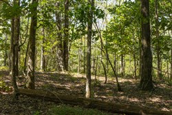 Big White Oak Tract 136