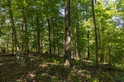Big White Oak Tract 136