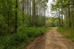 Big White Oak Tract 137