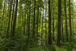 Big White Oak Tract 137