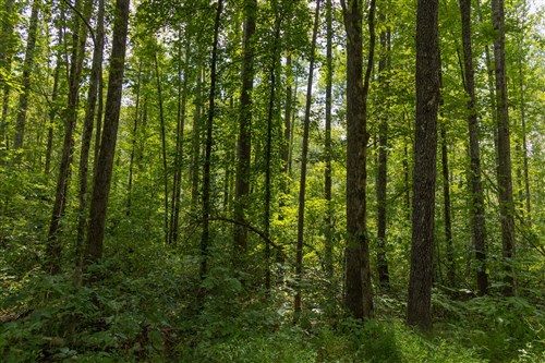 Big White Oak Tract 137