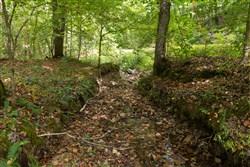 Big White Oak Tract 137