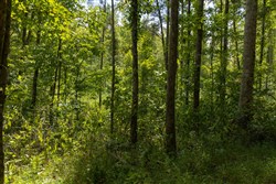 Big White Oak Tract 137