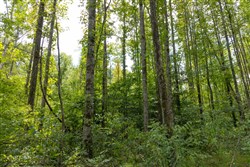 Big White Oak Tract 137