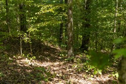 Big White Oak Tract 138