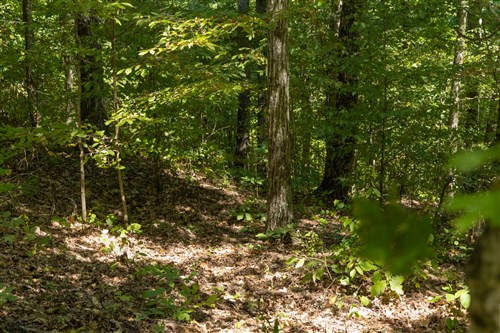 Big White Oak Tract 138