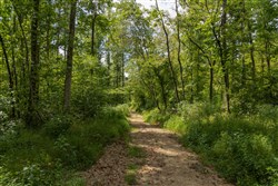 Big White Oak Tract 138