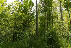 Big White Oak Tract 138