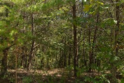 Big White Oak Tract 139