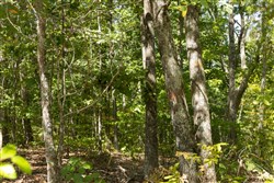Big White Oak Tract 139