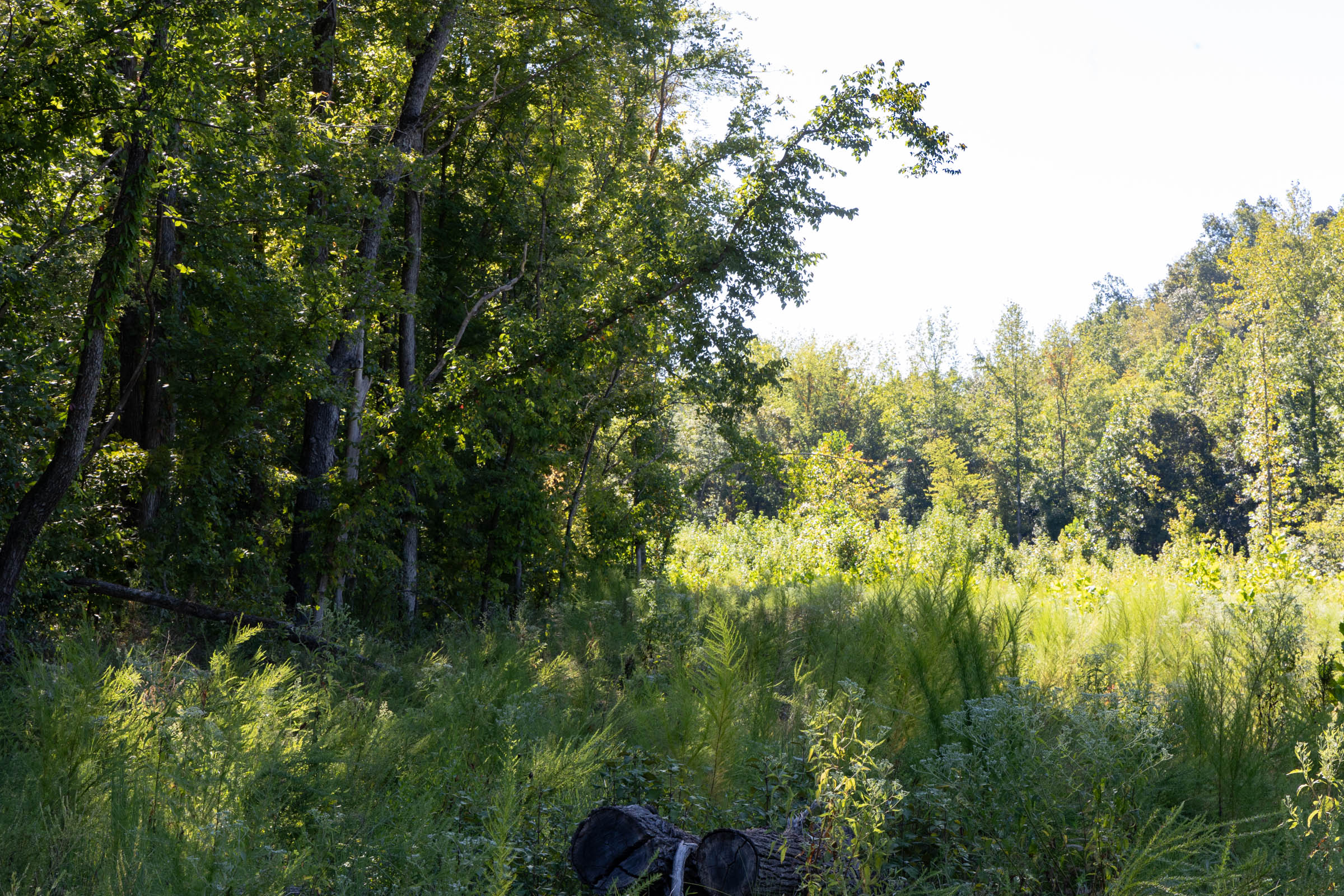 Tract 14 at Big White Oak in Perry County, Tennessee