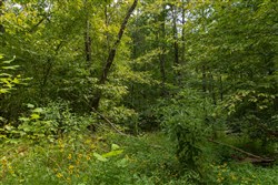 Big White Oak Tract 140