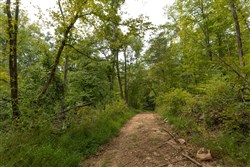Big White Oak Tract 140
