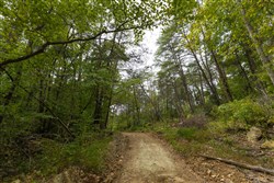 Big White Oak Tract 141