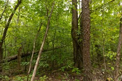 Big White Oak Tract 141
