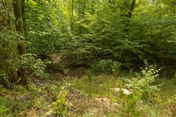 Big White Oak Tract 141