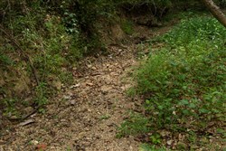 Big White Oak Tract 142