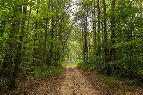 Big White Oak Tract 142