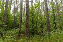 Big White Oak Tract 142