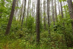 Big White Oak Tract 142