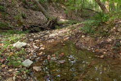 Big White Oak Tract 142