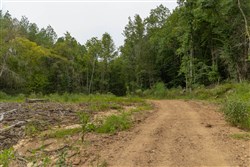 Big White Oak Tract 143