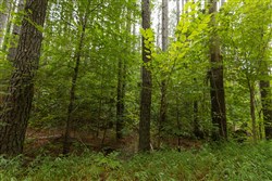 Big White Oak Tract 143