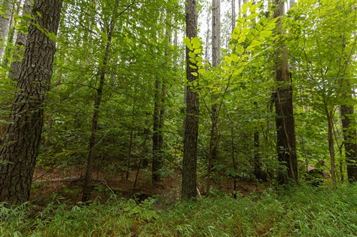 Big White Oak Tract 143