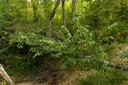 Big White Oak Tract 143