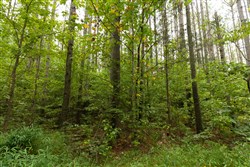 Big White Oak Tract 143