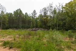 Big White Oak Tract 143