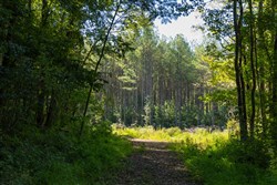 property photo for Big White Oak Tract 144, 15.37 acres for sale in Perry County, Tennessee