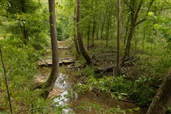 Big White Oak Tract 145