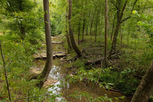 Big White Oak Tract 145
