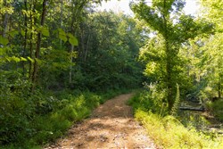 Big White Oak Tract 145