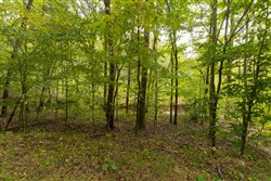 Big White Oak Tract 145