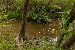 Big White Oak Tract 145