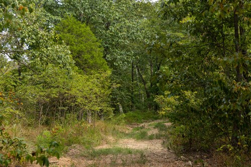 Big White Oak Tract 146
