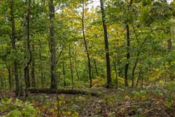 Big White Oak Tract 146