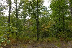 Big White Oak Tract 146